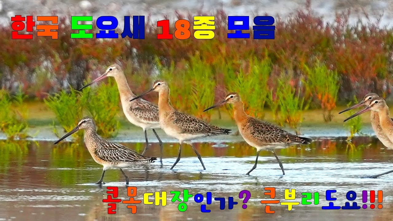한국을 찾아오는 희귀한 도요새들(18종)