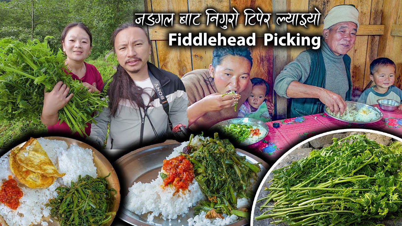 NIGURO Fiddlehead picking, cooking & eating || Nepali #niguro recipe || Organic vegetable in village