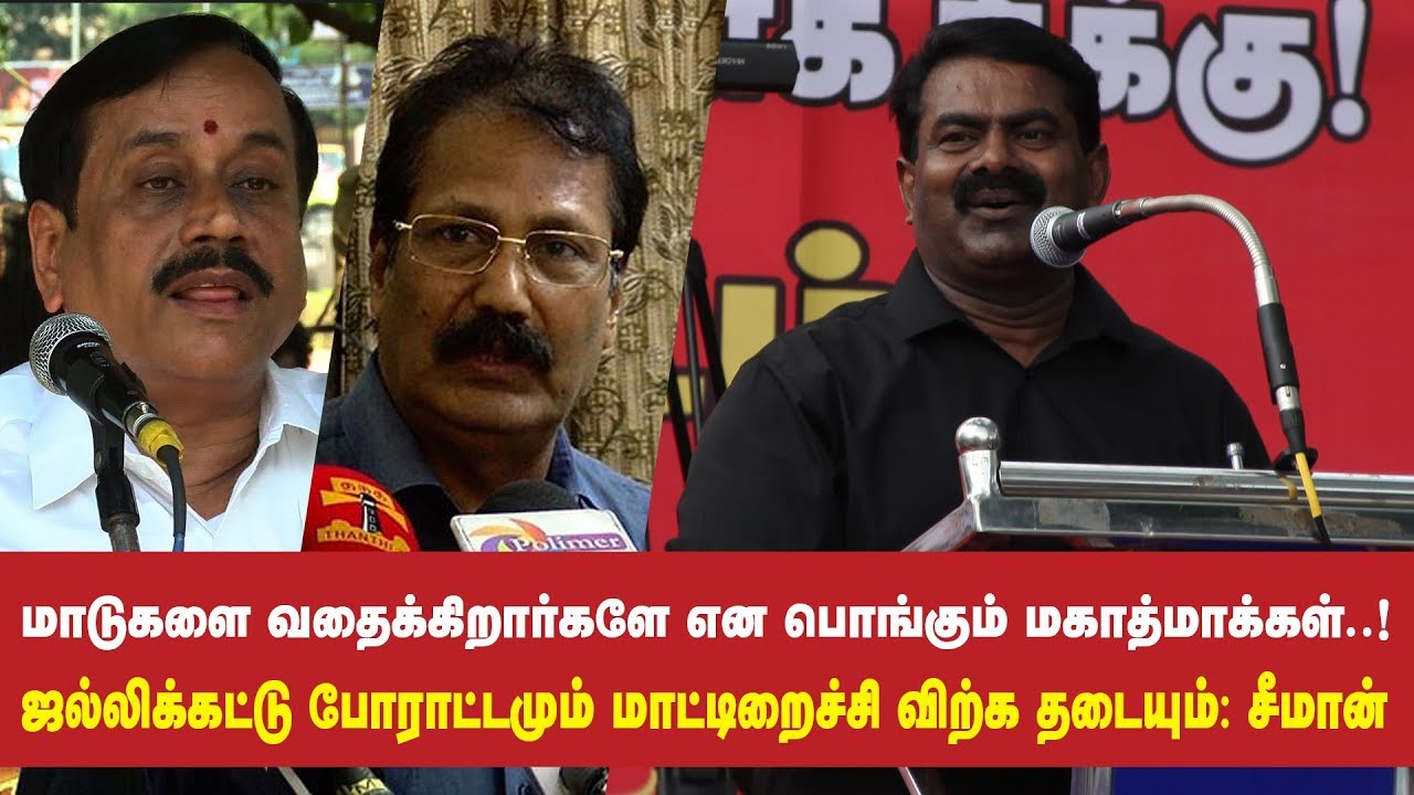 மாடுகளை வதைக்கிறார்களே என பொங்கும் மகாத்மாக்கள்..! - சீமான் | Seeman Jallikattu Ban | Beef Ban