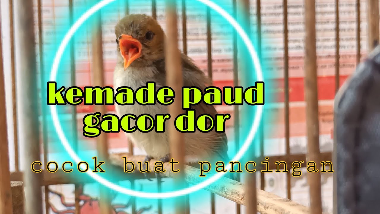 Kemade paud belajar ngerol gacor