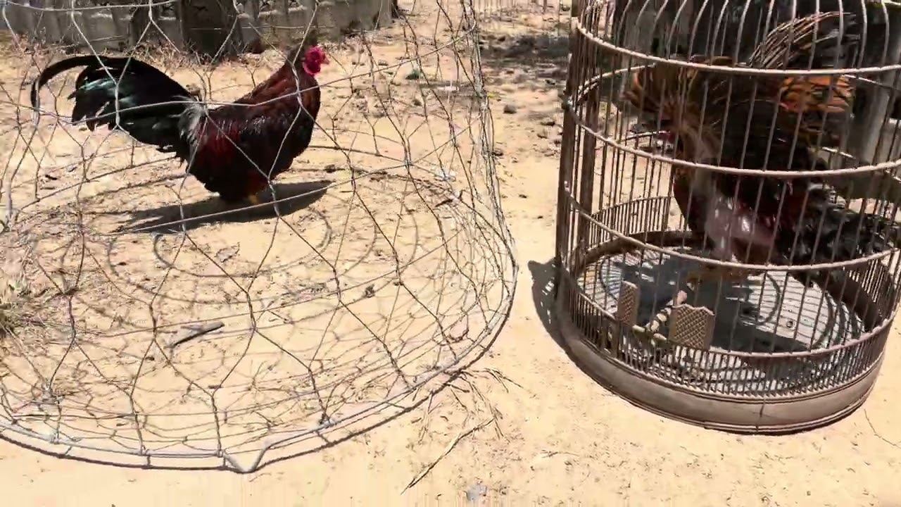 Tập hợp những chú gà tre