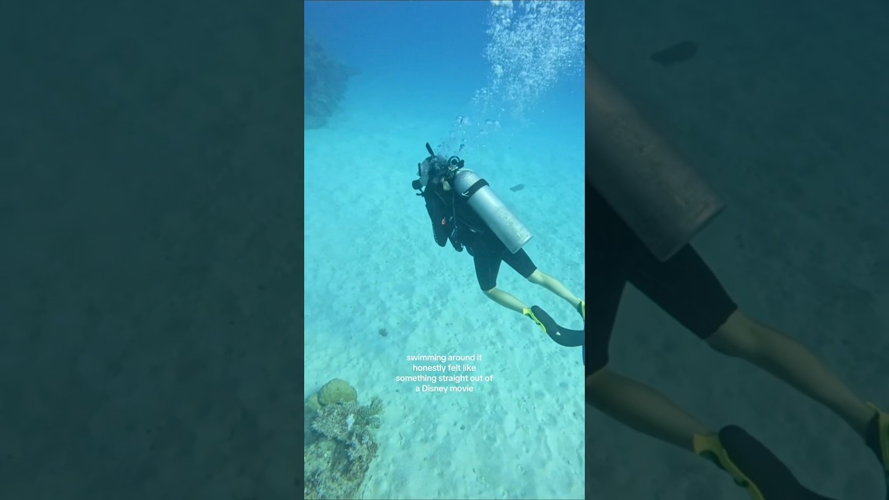 Дайвинг на Большом Барьерном рифе 🐠🐡 #путешествия #дайвинг #PADI #БольшойБарьерныйРиф #дайвинг #К...