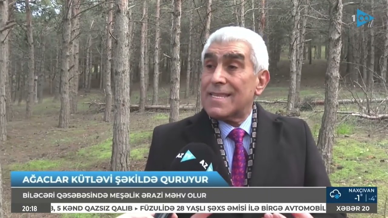 Paytaxtın bu ərazisində ağaclar ard-arda quruyur, digərləri isə aşır - Aztv
