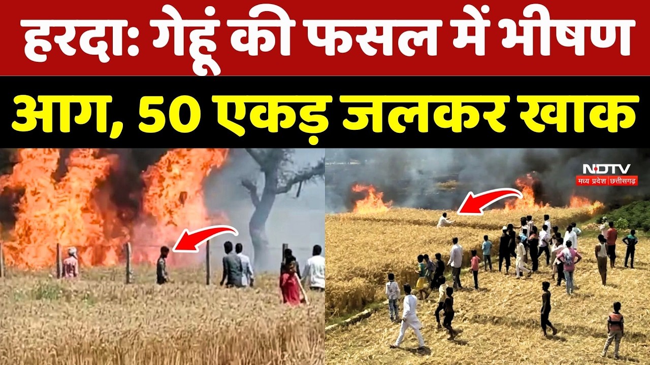 Harda: गेहूं की फसल में भीषण आग, 50 एकड़ जलकर खाक ! Madhya Pradesh | Breaking News | Wheat Crop Fire