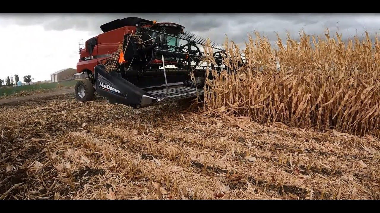 Harvesting Corn With a Grain/Bean Header?