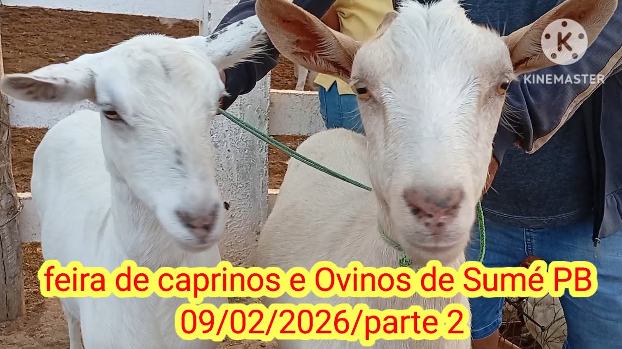 Feira de caprinos e Ovinos de Sumé PB 09/02/2026