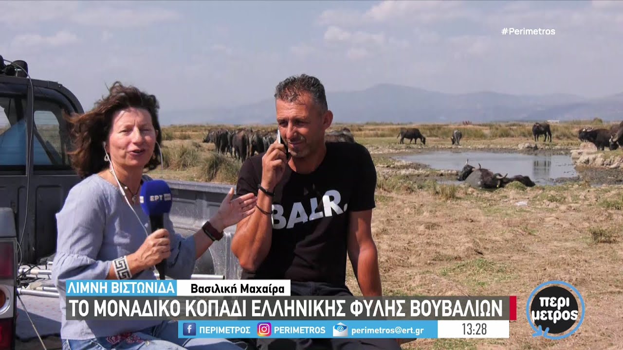 Λίμνη Βιστωνίδα-Βουβαλοτροφία: Ένα «λαβωμένο» επάγγελμα που ανακτά το χαμένο έδαφος | 22/9/24 | ΕΡΤ