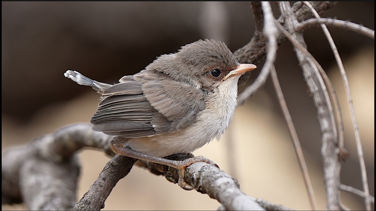 Fledgling Birds Facing a New World