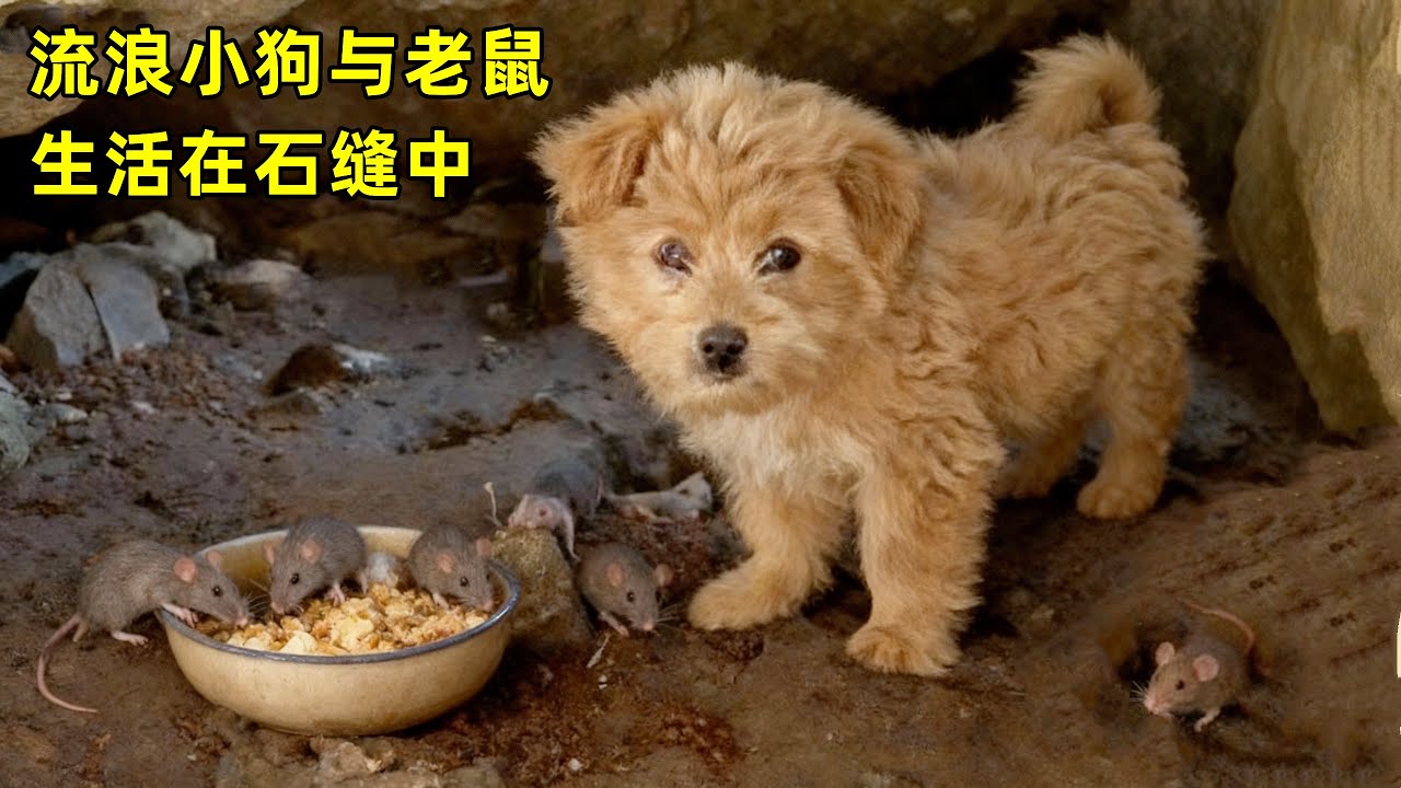 流浪小狗与老鼠生活在石缝中，小姐姐经过不懈努力终于将狗狗带回家