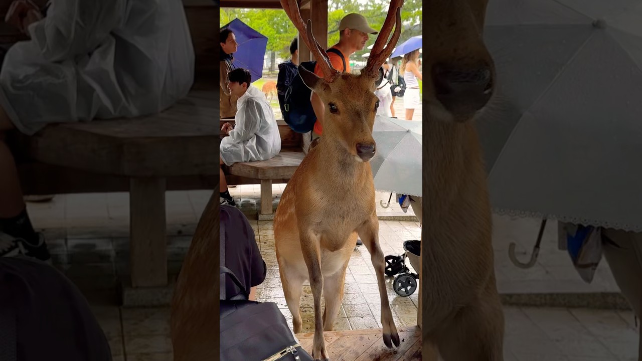 Nara Park deer 🦌 in japan 