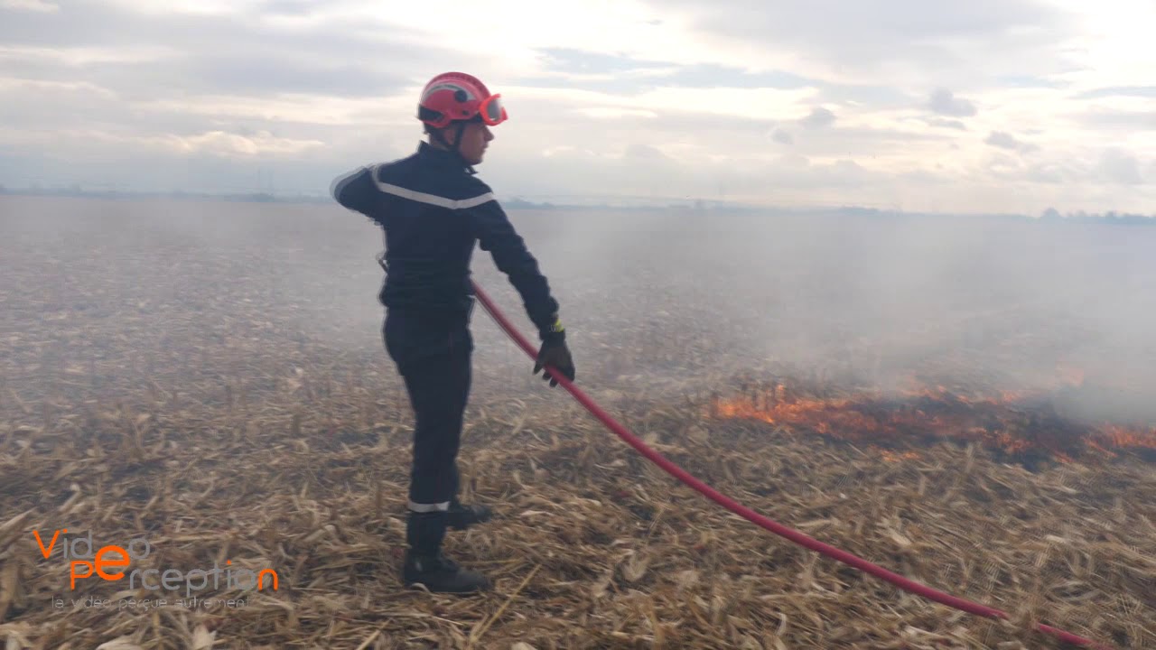 Feu de champs à Fessenheim