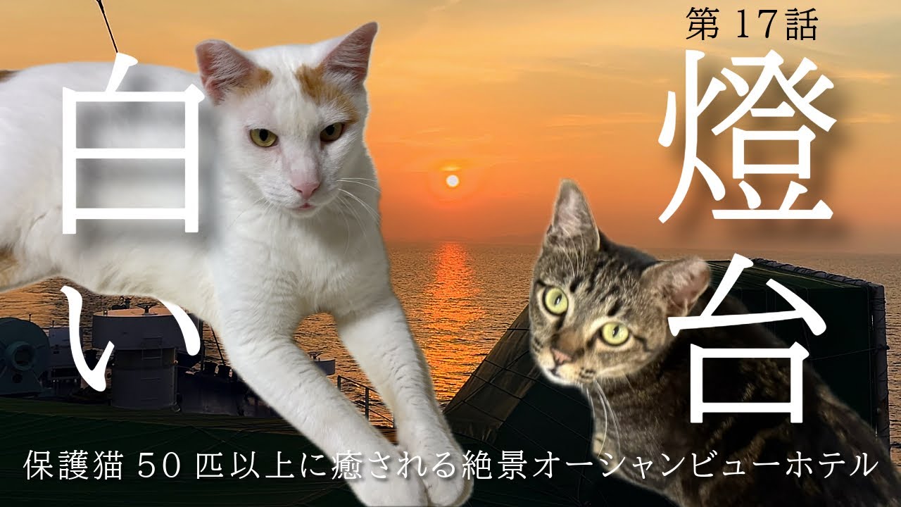 【ホテル白い燈台】またまた保護猫達に会いに行ってきました/徳島県/日和佐/寛ぐカフェなごみ庵/フリアコ/看板猫がいるホテル　17話