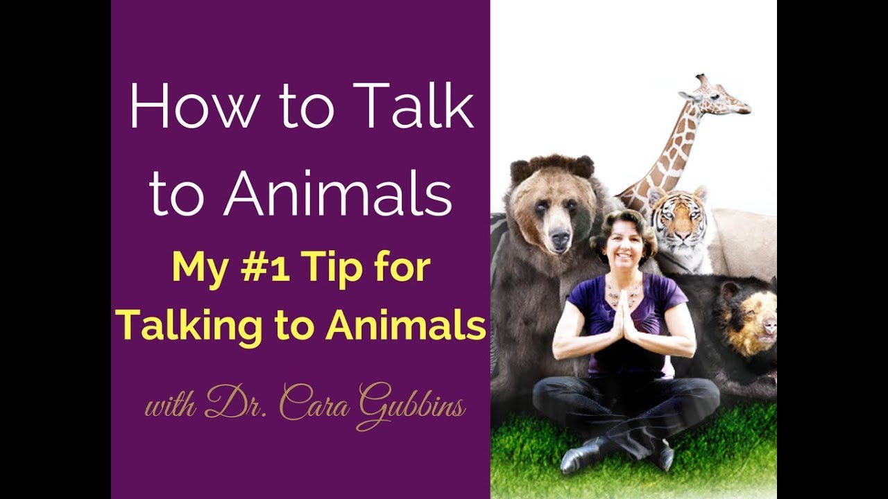 How to Talk to Animals - My #1 Tip for Talking to Animals