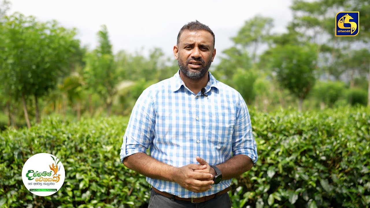 Dallakin Wenasak | දල්ලකින් වෙනසක් - තේ අස්වනු සංග්‍රාමය | Episode 13