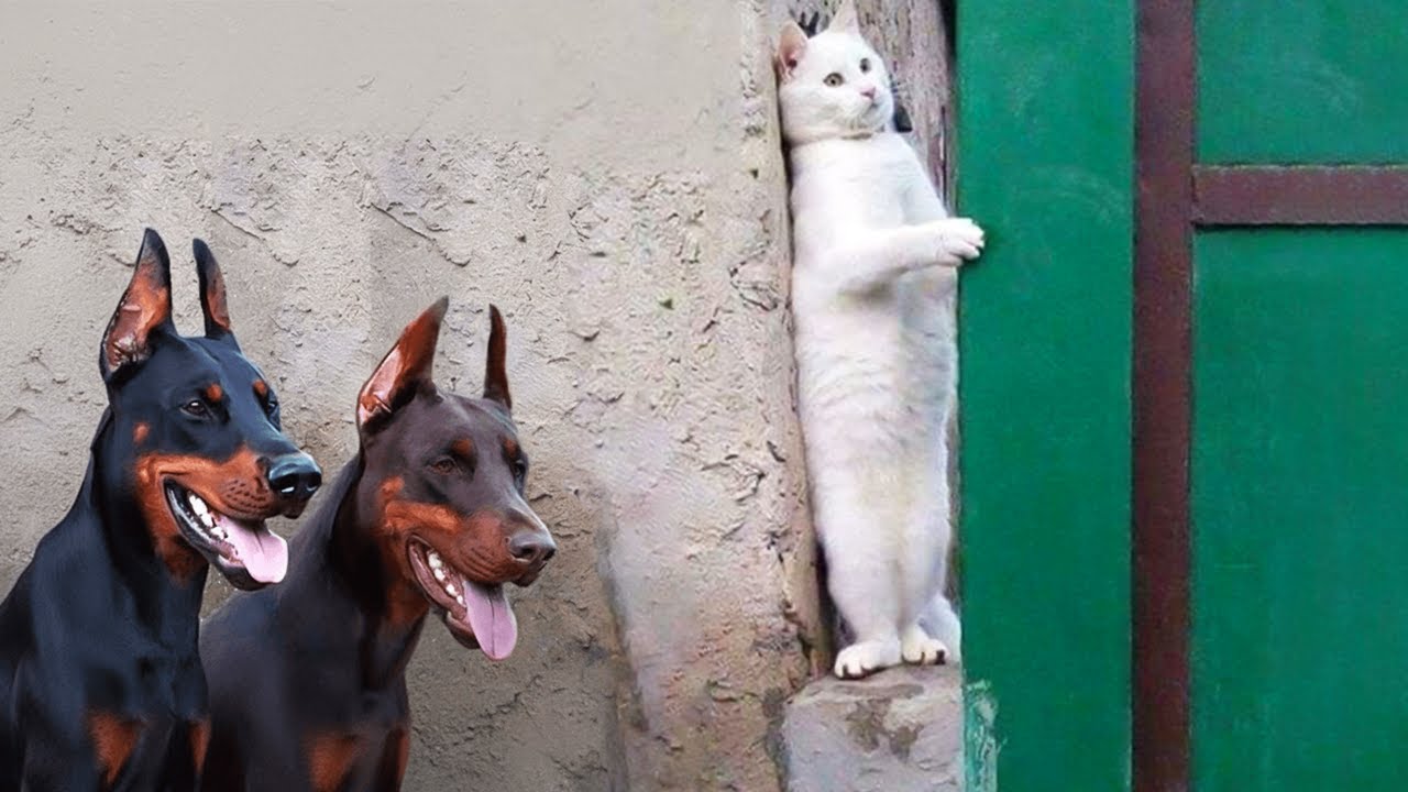 New Funniest Cats Clips 2026😼Try Not To Laugh😜 #71