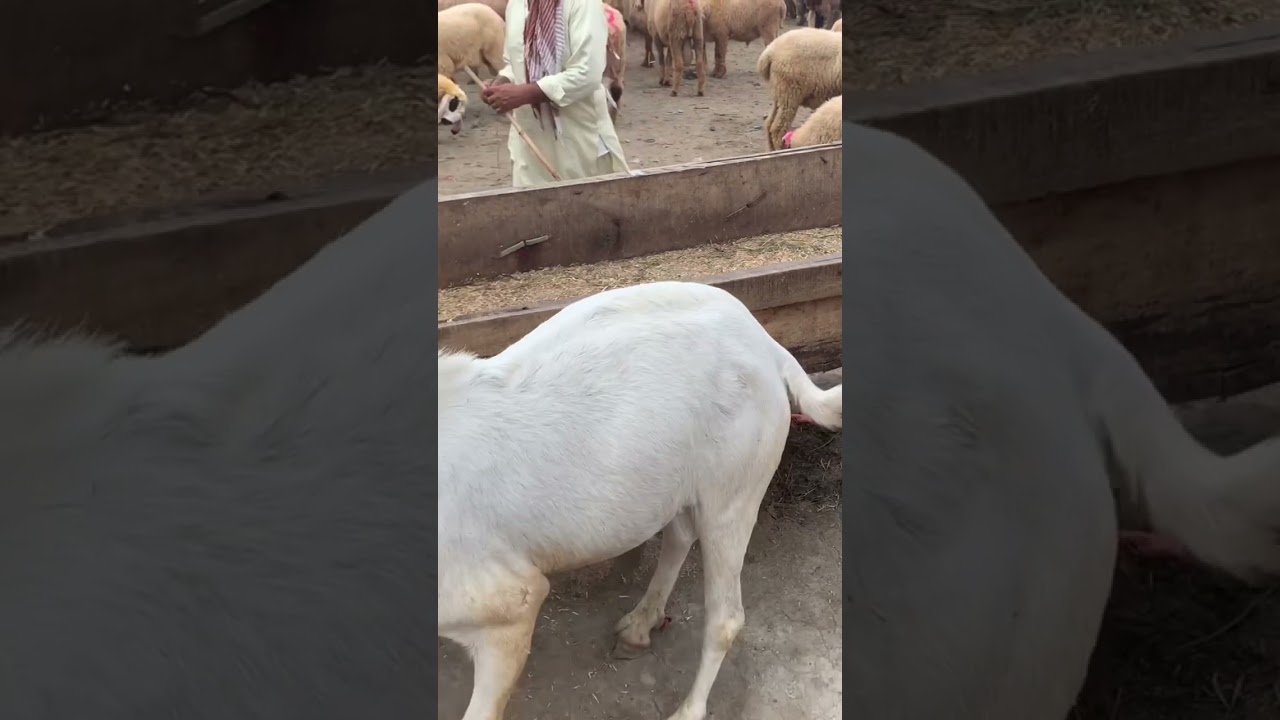 Unveiling the Dark Side of Zero Size Bachra Kudo in Pakistan 🦬 #viral
