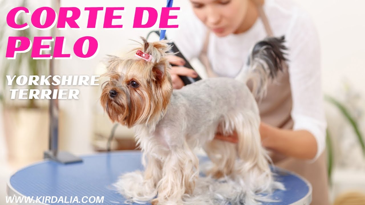 YORKSHIRE TERRIER GROOMING y Arreglo completo