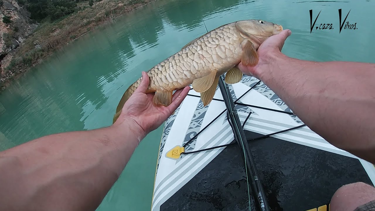 Carpas con mosca desde paddle surf parte 1/2