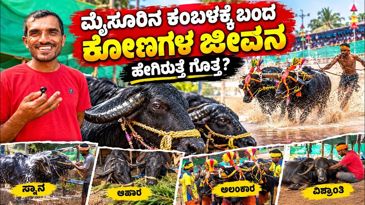ಮೈಸೂರಿನ ಕಂಬಳಕ್ಕೆ ಬಂದ ಕೋಣಗಳ ಜೀವನ ಹೇಗಿರುತ್ತೆ ಗೊತ್ತ? #mysore #kambala #mysoredasara 