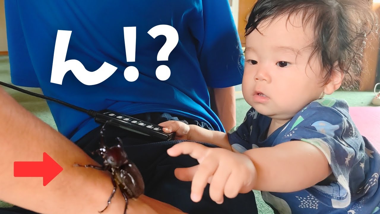 数日間の成長記録｜はじめてカブトムシを見た０歳児の反応は！？｜我が家に祖母が遊びに来てくれました【生後１１か月】