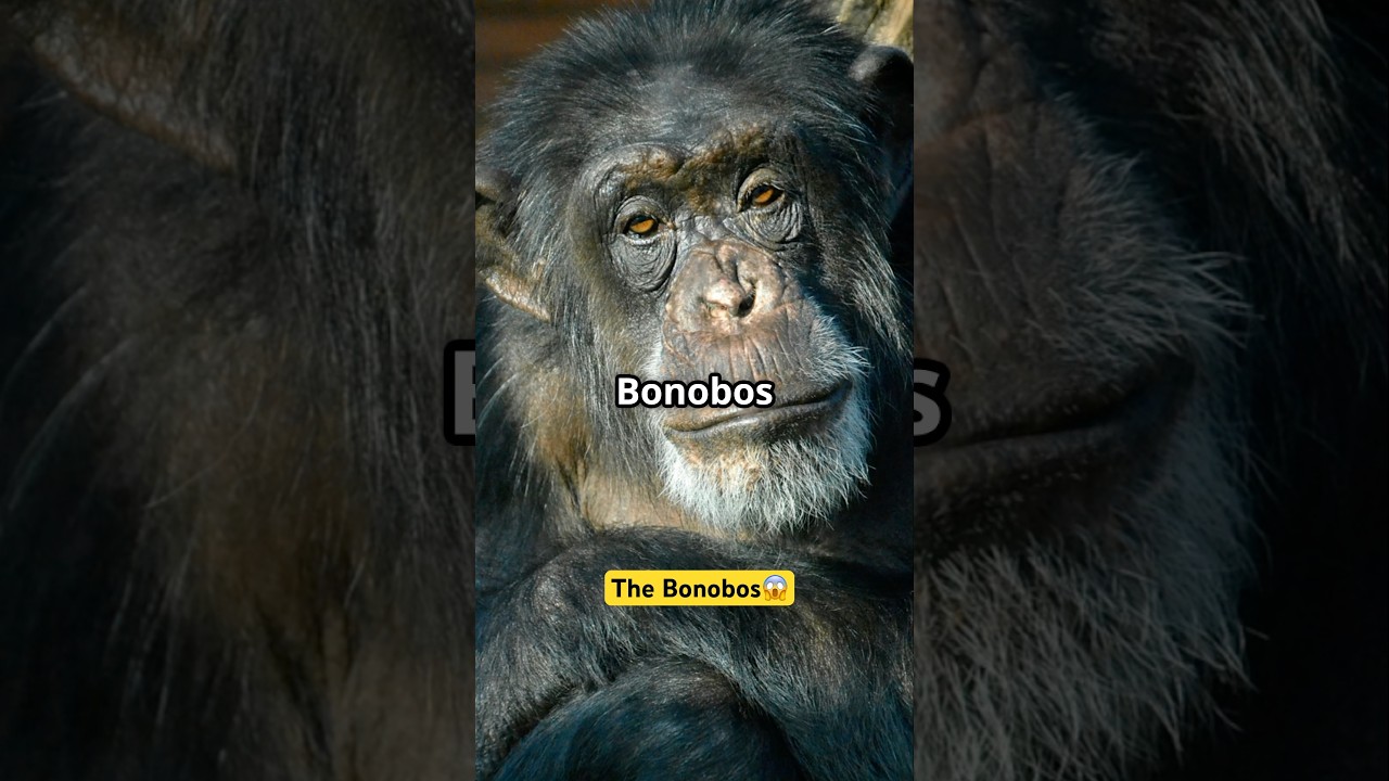 Bonobos: Our Gentle Cousins in the Wild! #short #facts #animals #nature
