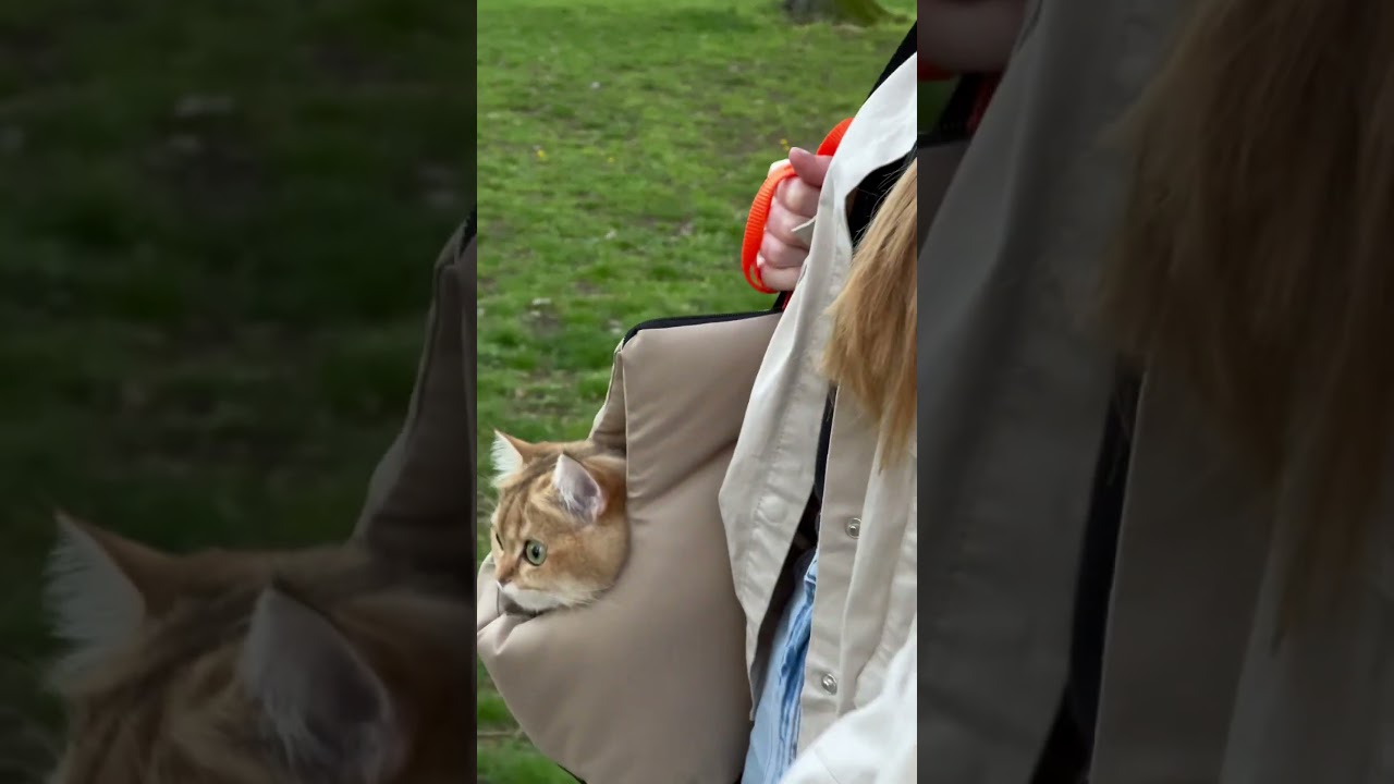 Wiosenny spacer🧡 #spaceresearch  #wiosna2025 #kotek #cat #walking #walk #pets #easter