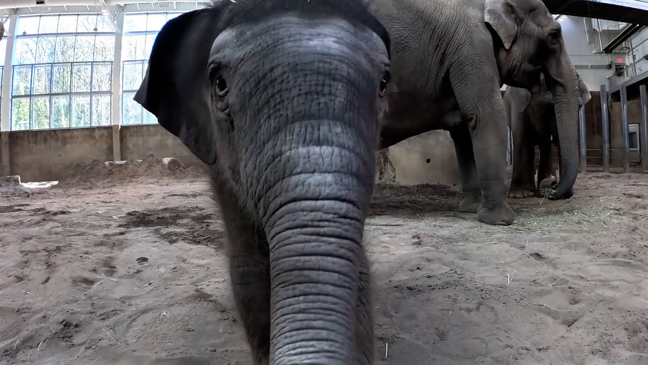 Oregon Zoo’s baby elephant named Tula-Tu
