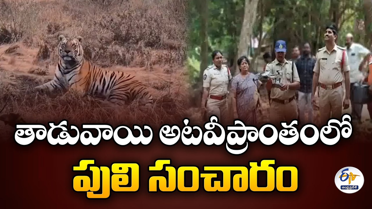 Tiger Spotted Roaming from Dharapalli to Taduvai via K. Mirtivada, Kakinada
