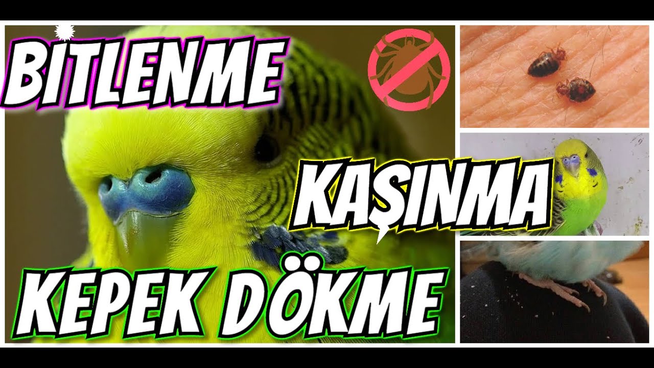 MUHABBET KUŞU KAŞINMA ,BİTLENME ve KEPEK DÖKÜMÜ SORUNU
