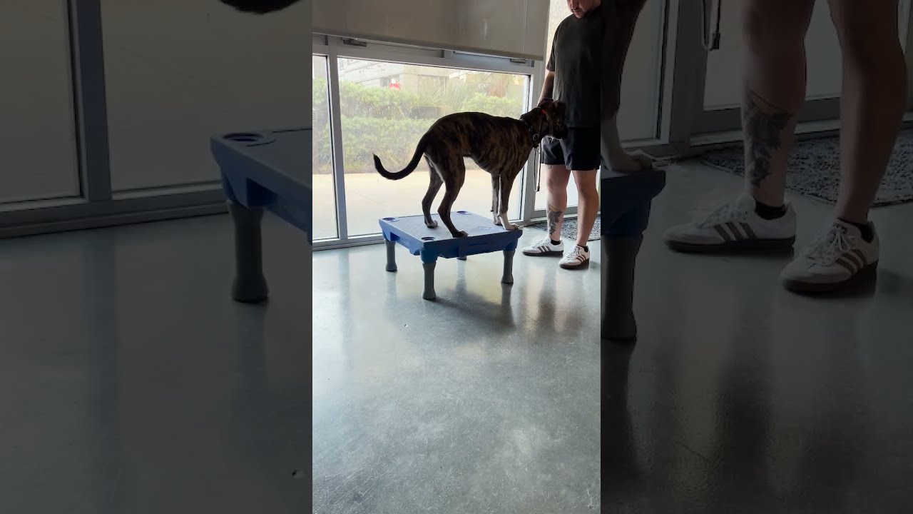 How to  Show Your Pet Companion to Hold the Place Command