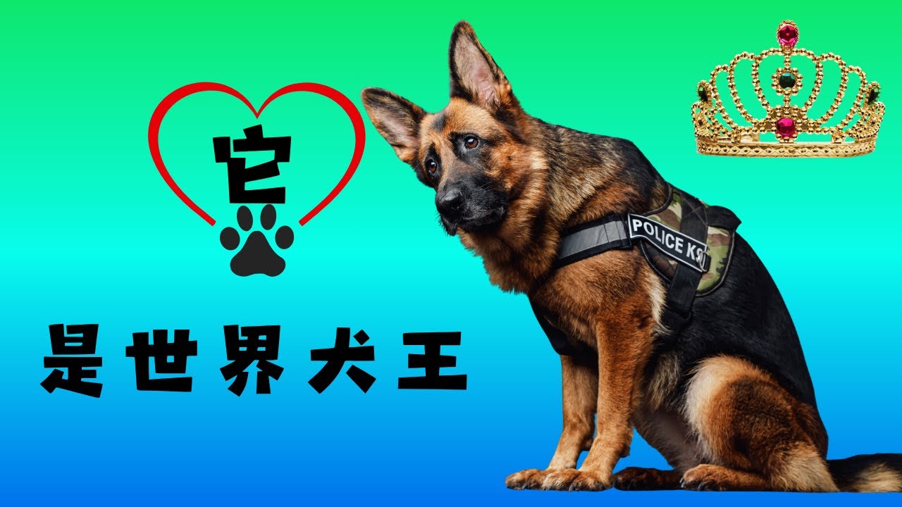 有世界犬王之稱的德國牧羊犬有什麼特別之處？它可以聽令多種語言是真的嗎？