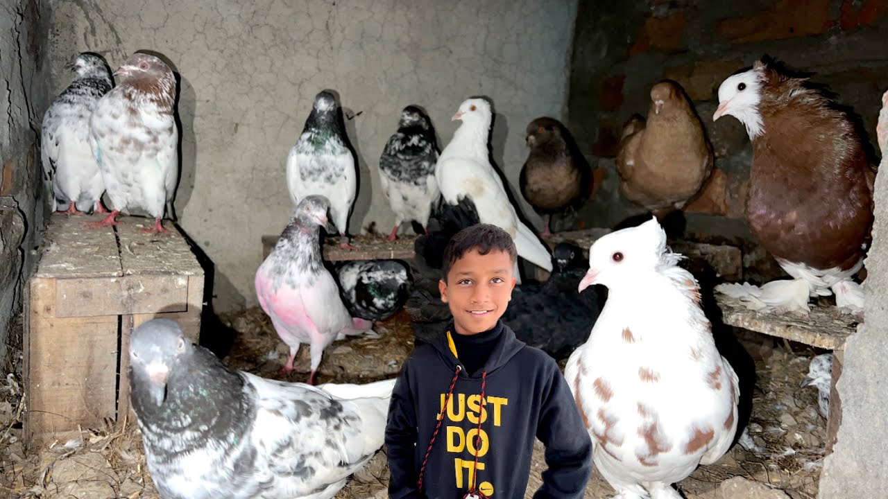Sare Kabootaruno Ke Paar Kaat Diya