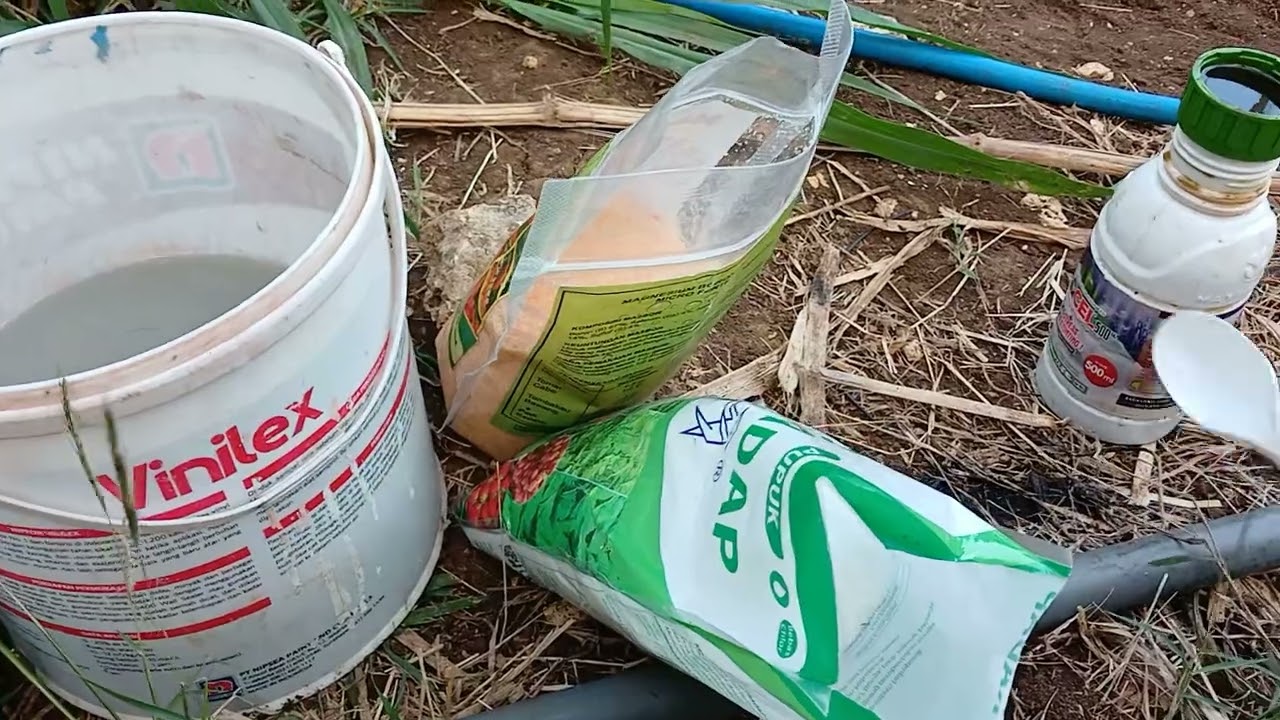 Pemupukan yang ke 4 Cabe Merah Keriting