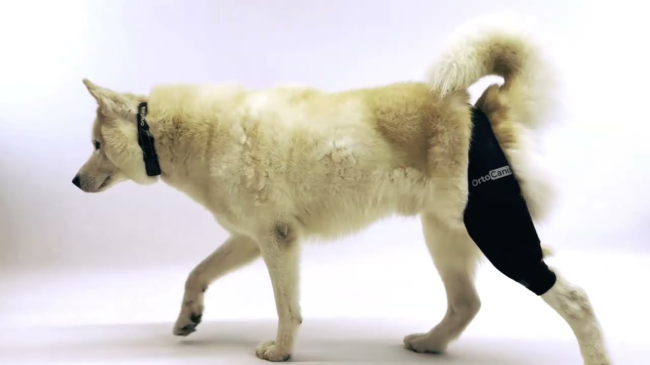✅ Knee immobilizer for dogs Ortocanis | ligament rupture | patella luxation support pre post surgery