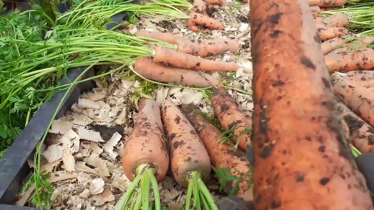 Морковь🥕без прополок и рыхлений,большой урожай с маленькой площади.