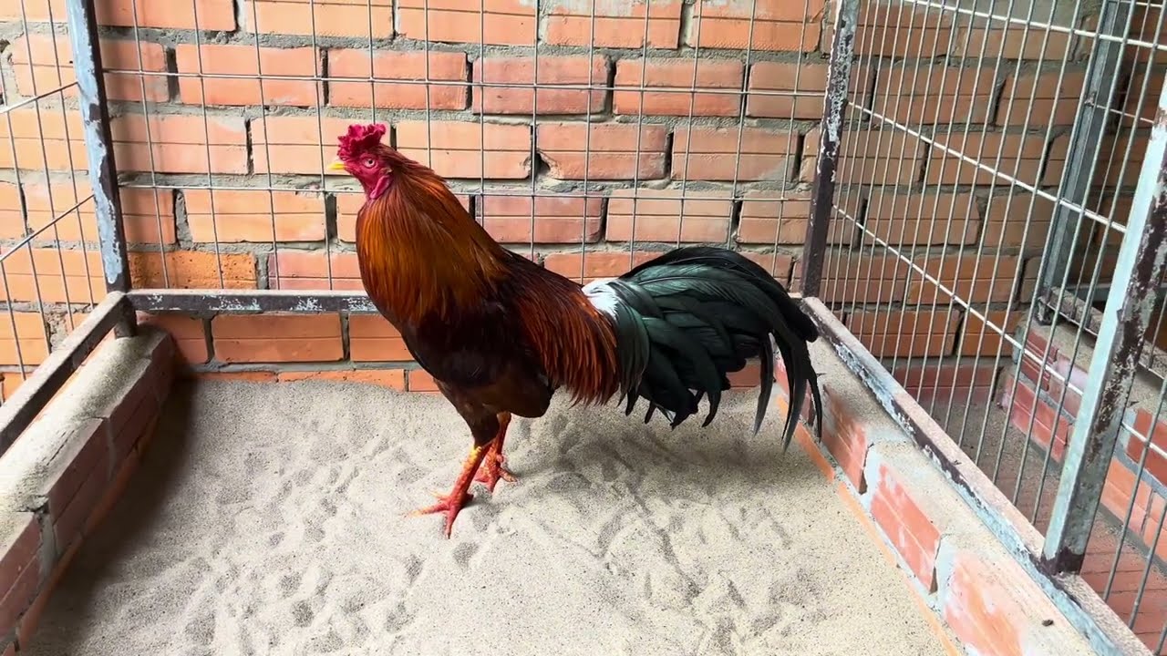 10/2 TOP GA KHA GIOI AE MEN HU HI ( 0372 4818 43 ) GAP TÝ