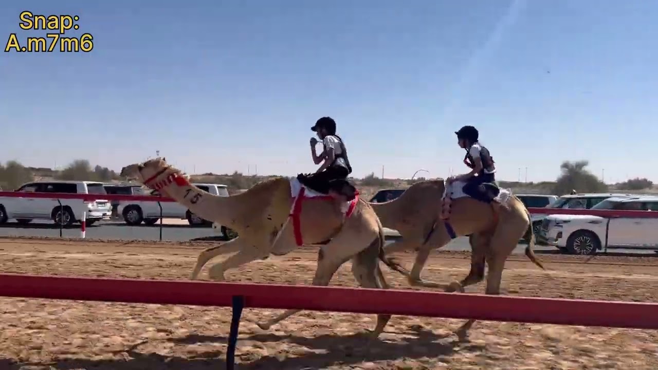 السباق التراثي-شاره عبدالله بن محمد الرضا-الهباب-3/3/2024 ش1 الجو زايد سلطان المنصوري 3:00