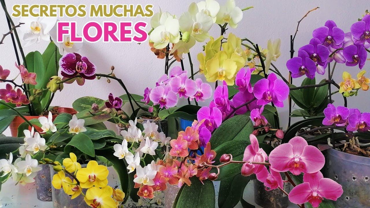 como hacer florecer las orquideas phalaenopsis chuyito jardinero