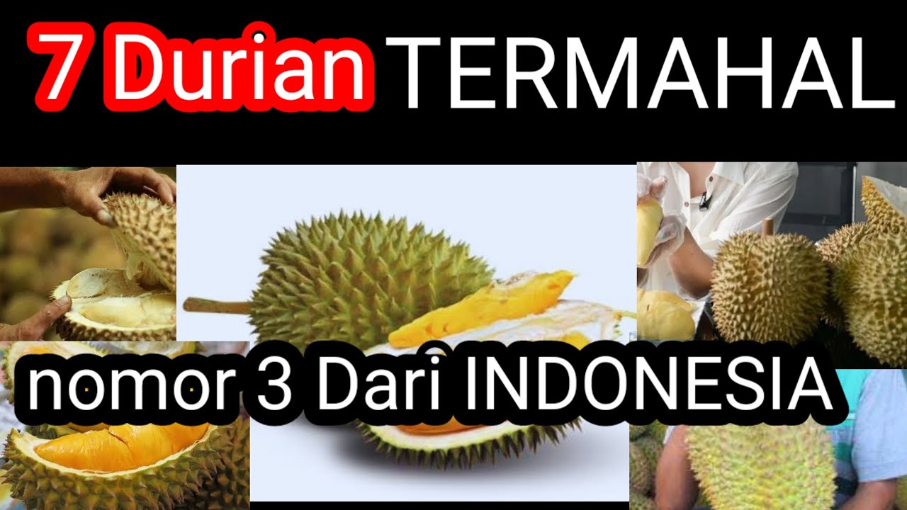 7 Jenis Durian Termahal Di Dunia, nomor 3 Ada yang dari Indonesia loh