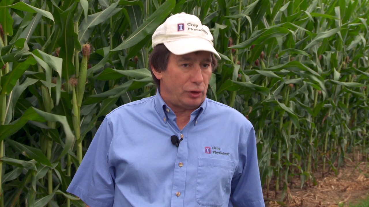 Ammonium Sulfate for High Yield Systems  Part Two