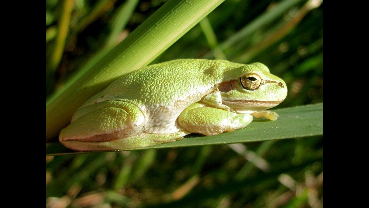 Middle East tree frog -  Hyla savignyi  - &Delta;&epsilon;&nu;&tau;&rho;ό&beta;&iota;&omicron;&sigmaf; &Beta;ά&tau;&rho;&alpha;&chi;&omicron;&sigmaf; - Cyprus