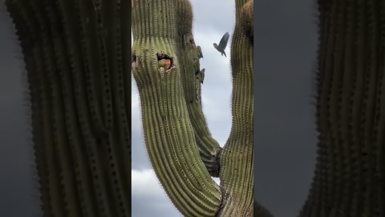 Birds of Cactus 
