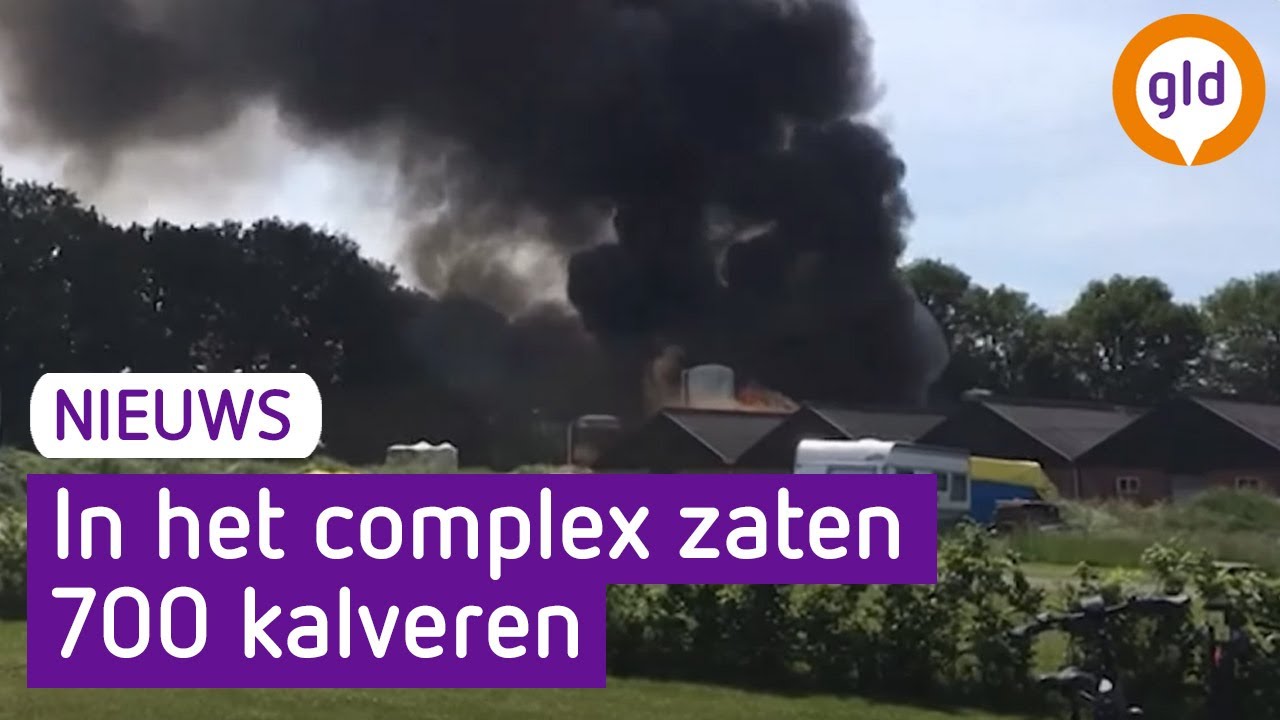 Honderden kalveren dood bij stalbrand in Elspeet