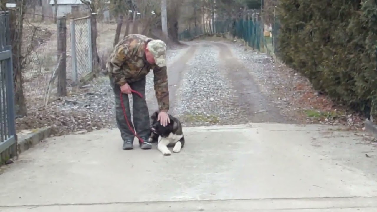 AMERIČKA AKITA TARA TRENING