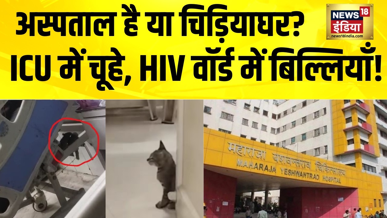 अस्पताल है या चिड़ियाघर? ICU में चूहे, HIV वॉर्ड में बिल्लियाँ! MP News | Indore News | MY Hospital