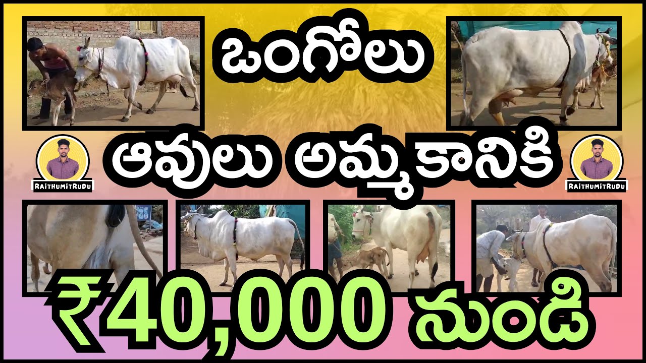 Ongole Cows for Sale | 5&ndash;8 Litres Milk | Affordable Price 40k to 90k | Ramesh Dairy Farm