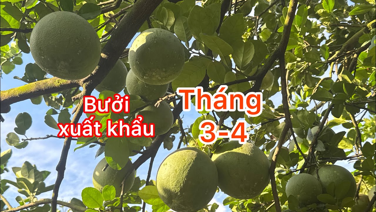 Bưởi tháng 3 và 4 số lượng lớn size chuẩn xuất khẩu