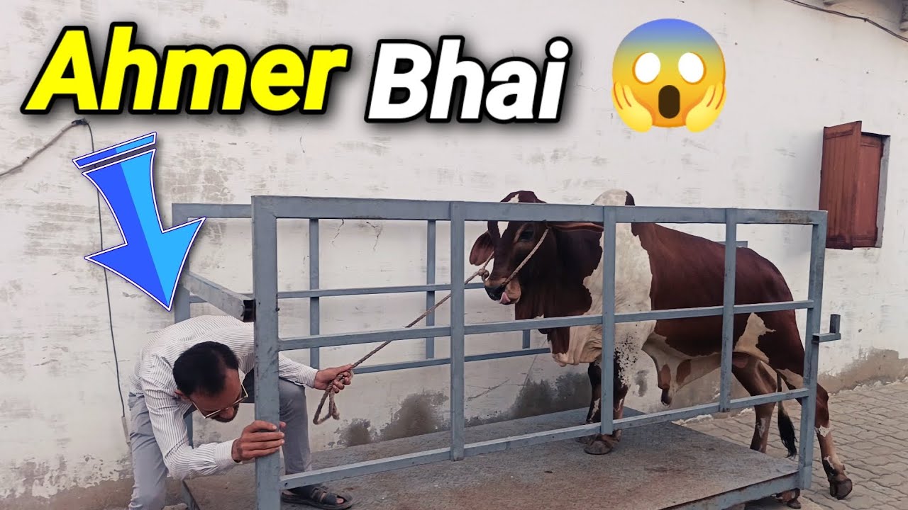 Aaj Ahmer Bhai ne Sary Janwaro ka Wazan Kia 😱 | Shah Times | Shah Cattle Farm | Chalo Phir