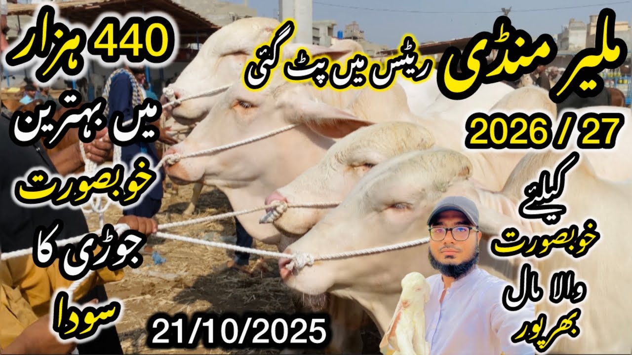 Malir Mandi Karachi Cattle Rates Update ❤️ || 21 October 2025 | Cow Mandi 2025 💫