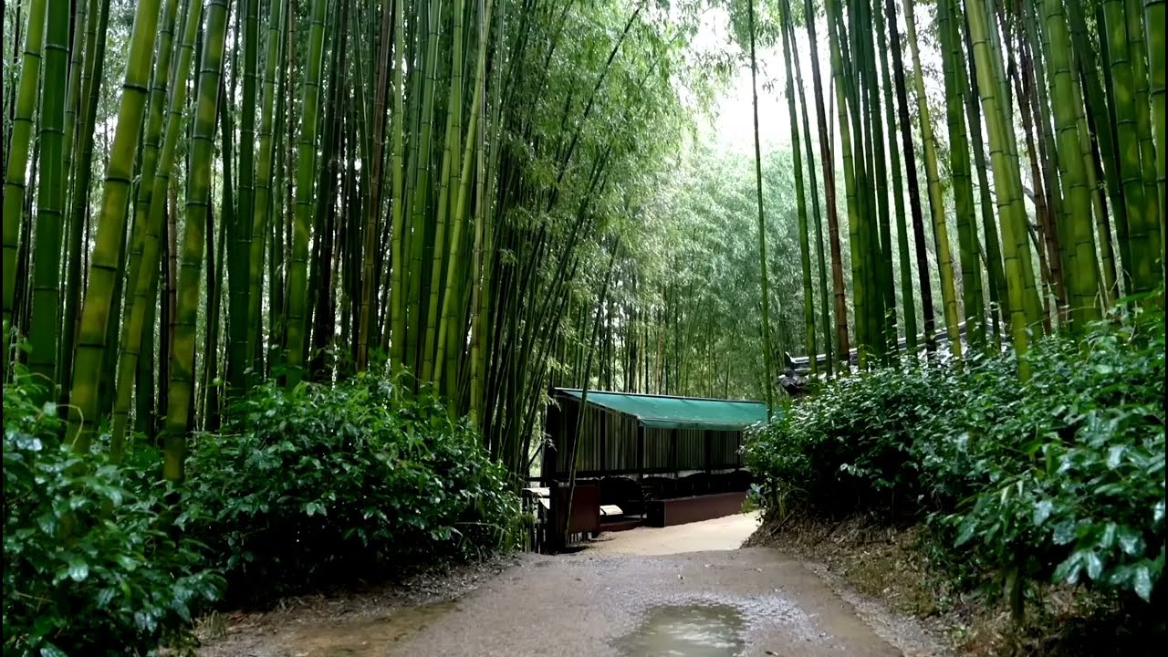Magical Rain Melodies | Enchanting Bamboo Forest | Chill Vibes Experience